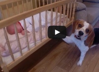 Cukiság: amikor kutya ringatja álomba a bébit a bölcsőben (video)
