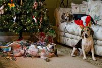 Amikor a háziállatok tönkreteszik a karácsonyfát és környezetét