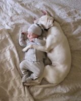  A menhelyről megmentett kutya és egy 8 hónapos kisbaba története fotókon