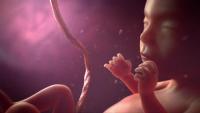 Ez a lenyűgöző animáció bemutatja, hogyan zajlik a szülés valójában! +18!