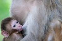 A majomanyák önszoptatással csökkentik gyászukat