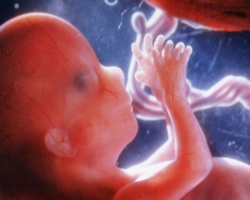 A 10 legelképesztőbb kép az anyaméhen belüli életről!