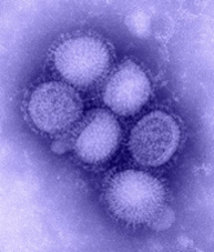 H1N1: Ha támad az új influenza